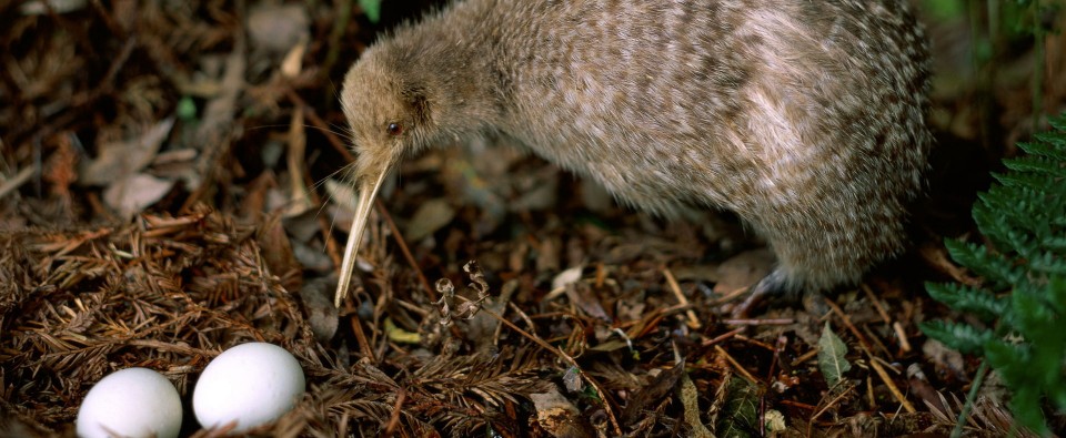 Kiwi at Eagles Nest, Russell, Bay of Islands, New Zealand